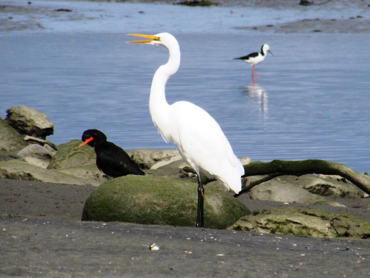 Birdsong Accommodation Hokitika Exterior foto